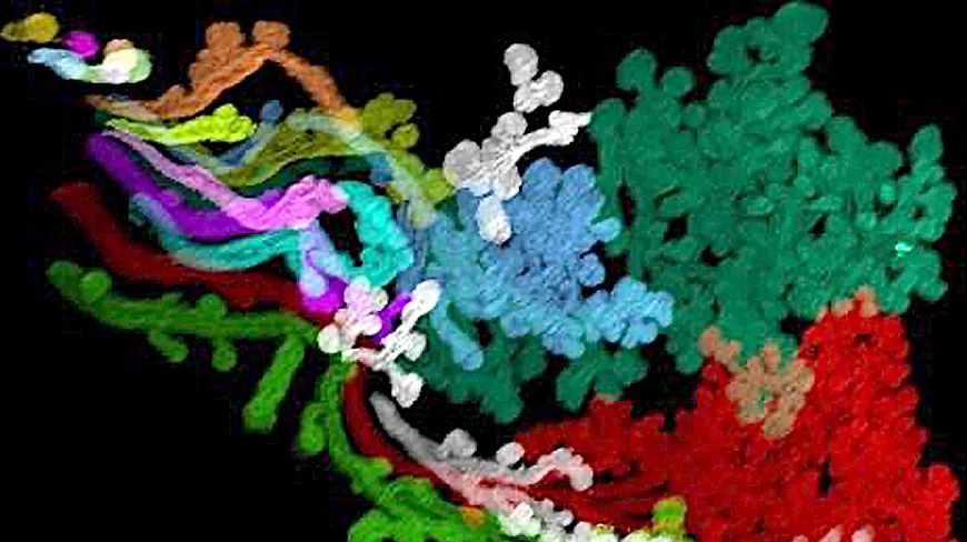 3D image obtained using light sheet microscopy of a transparentized 12-week human embryo lacrimal gland. Different elements of the gland were colorized using virtual reality software. ©Raphael Blain/Alain Chédotal, Vision Institute (Inserm/CNRS/Sorbonne University)