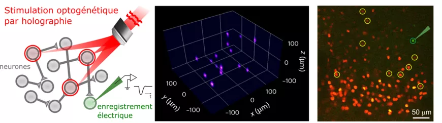 Cartographie rapide de la connectivité synaptique à l’aide de l’optogénétique holographique et du compressed sensing. 