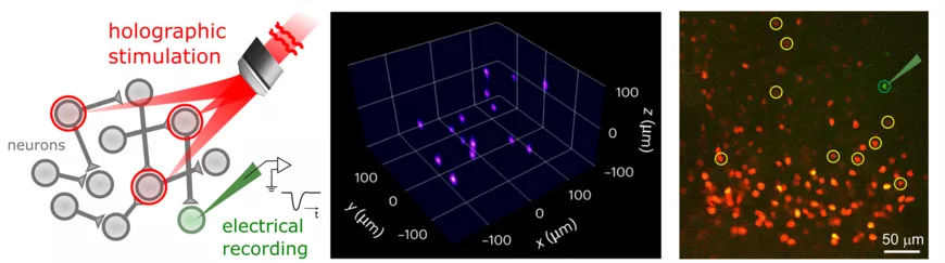 Rapid mapping of synaptic connectivity using holographic optogenetics and compressed sensing. 