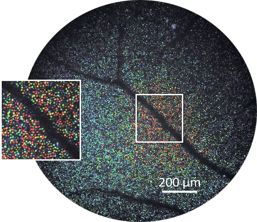 ORG image captured using an FFOCT; the red colour indicates a strong response from the stimulated area 