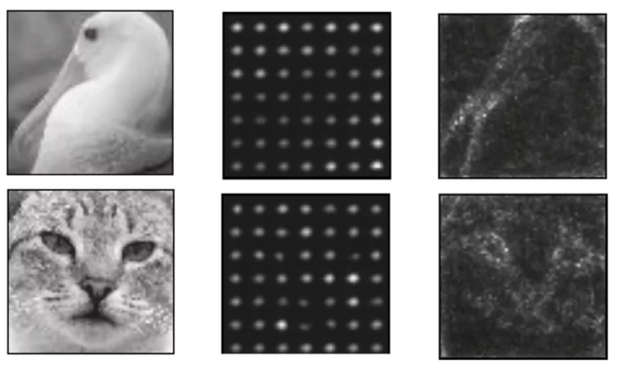 A gauche : Image à reconstituer ; Au centre : Cartographie de l’activité neuronale selon le modèle de Fischer ; A droite : Cartographie de l’activité neuronale selon le modèle d’information locale