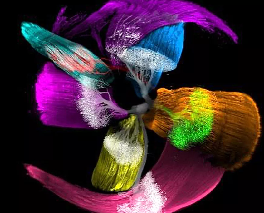 Image 3D obtenue en microscope à feuillet de lumière d’un œil d’embryon humain transparisé de 12 semaines. Les 6 muscles oculomoteurs responsables des mouvements des yeux et les 3 nerfs moteurs (en blanc, vert et rouge), ont été colorisés à l’aide d’un logiciel de réalité virtuelle. ©Raphael Blain/Alain Chédotal, Institut de la Vision (Inserm/CNRS/Sorbonne Université)