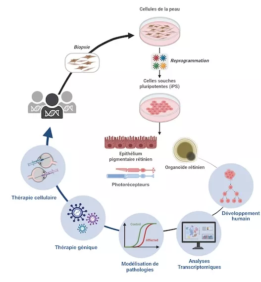 Schéma Transformation de cellules de la peau en cellules souches pluripotentes
