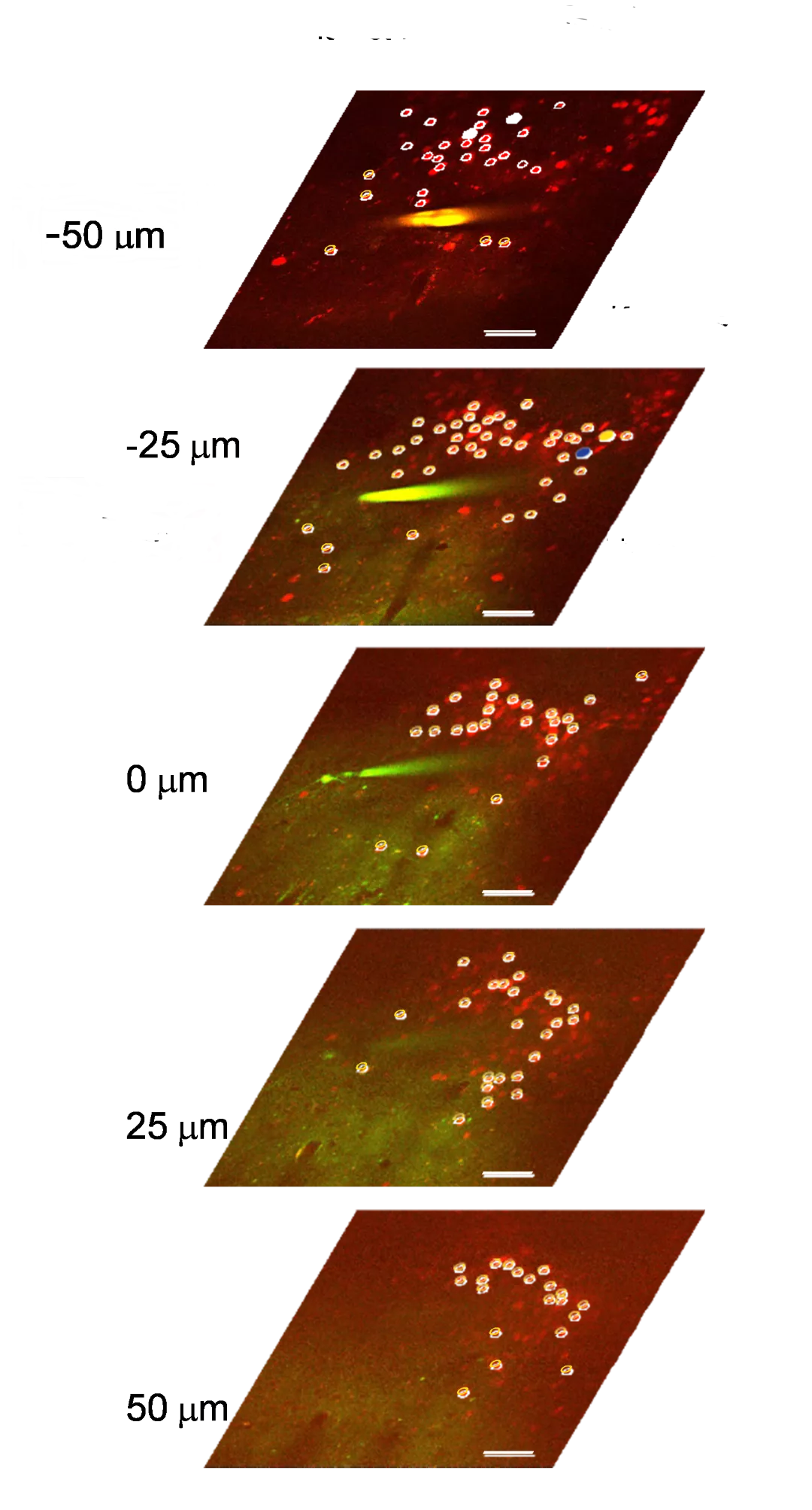 Cartographie de 137 cellules présynaptiques et de leur connectivité en 3D à l'aide de la stimulation unicellulaire. Les cellules cerclées en jaunes sont activées individuellement. 