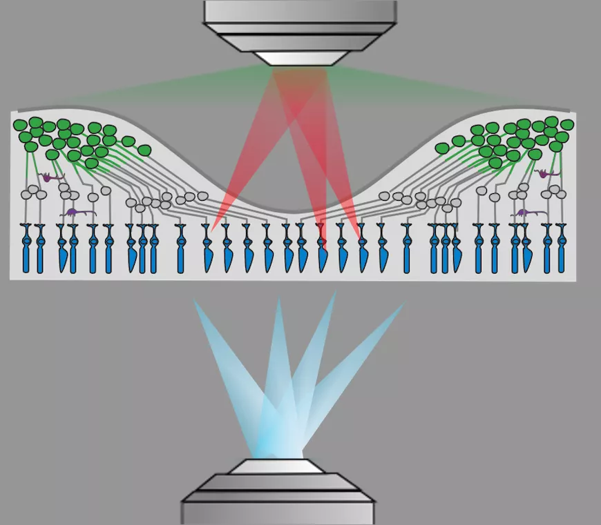 Schéma de la restauration par optogénétique